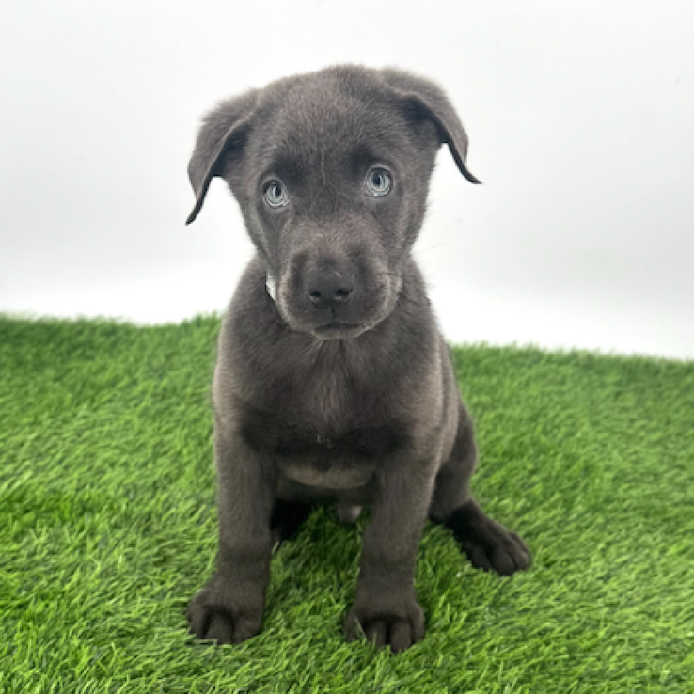Image of a pet breed in the gallery