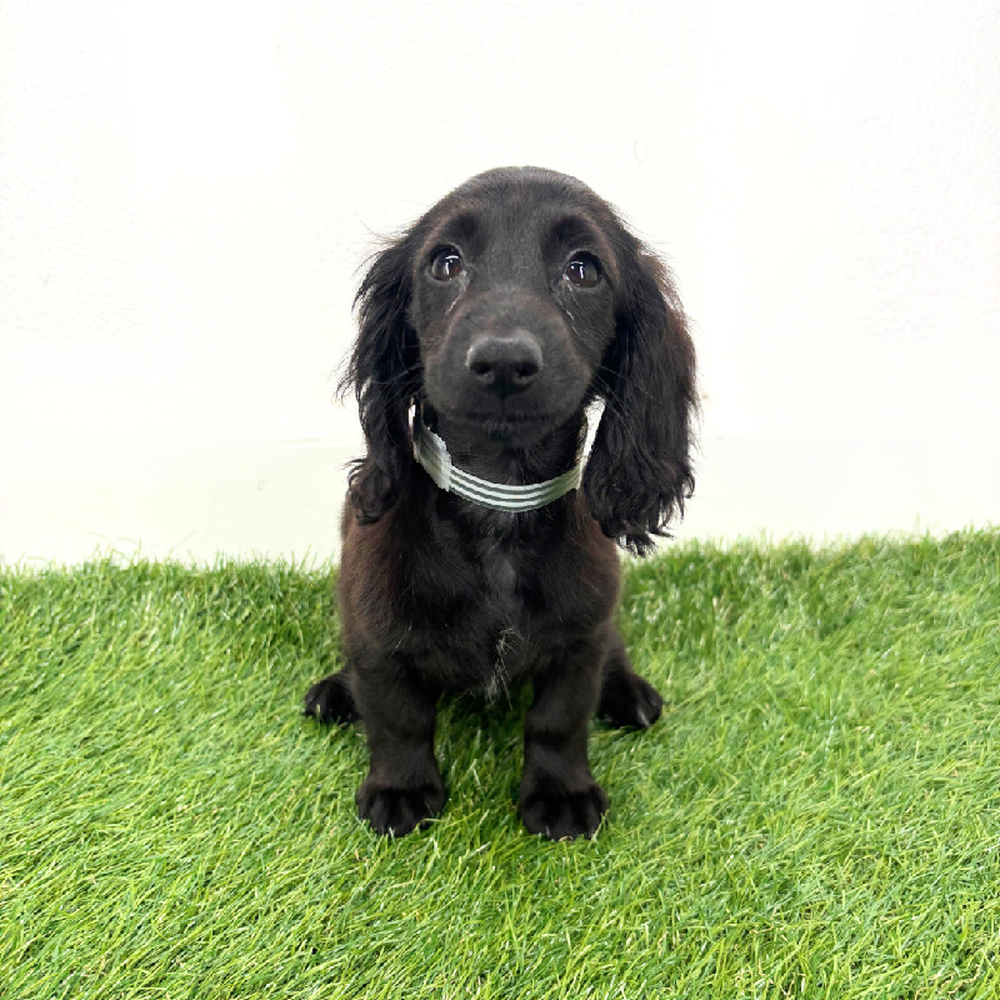 Image of a pet breed in the gallery