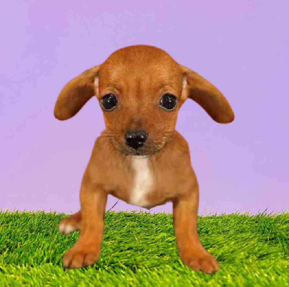 carousel pet images