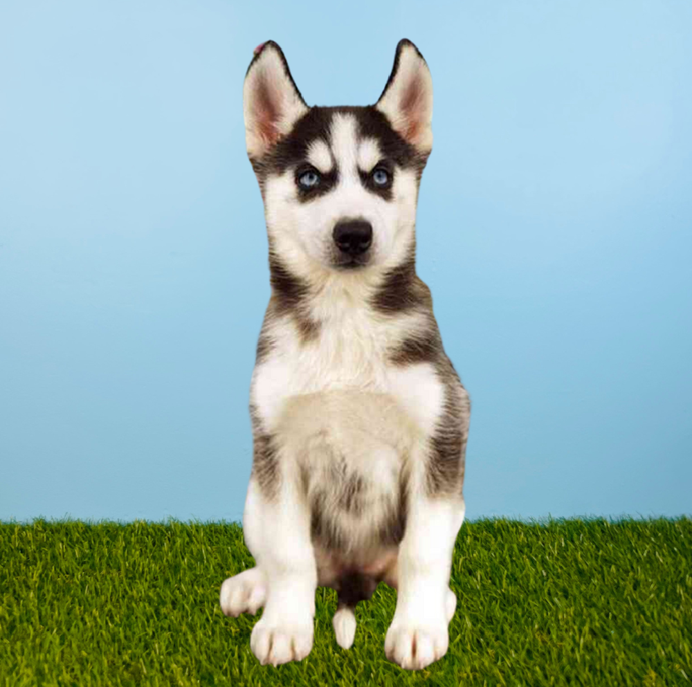 carousel pet images