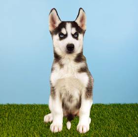Siberian Husky