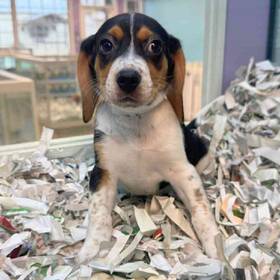 Beagle