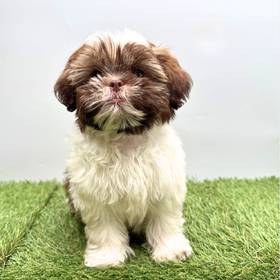 Shih Tzu