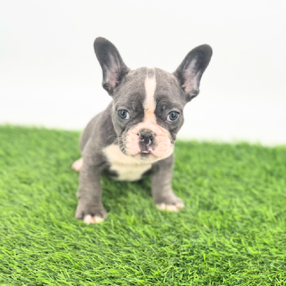 Image of a pet breed in the gallery