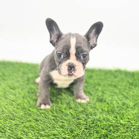French Bulldog