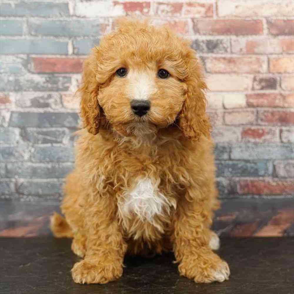 Image of a pet breed in the gallery