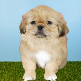 Pekingese