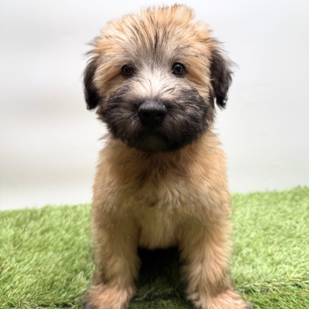 Image of a pet breed in the gallery