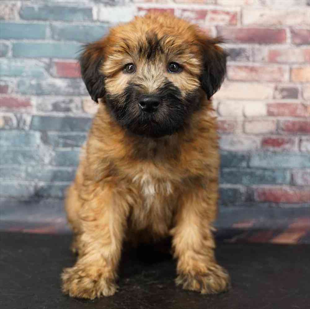 Image of a pet breed in the gallery