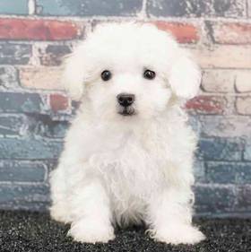 Bichapoo