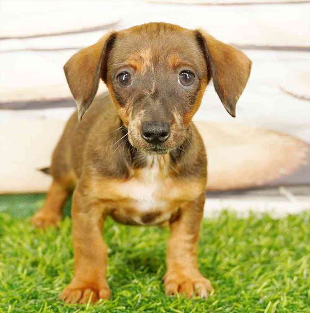 Image of a pet breed in the gallery