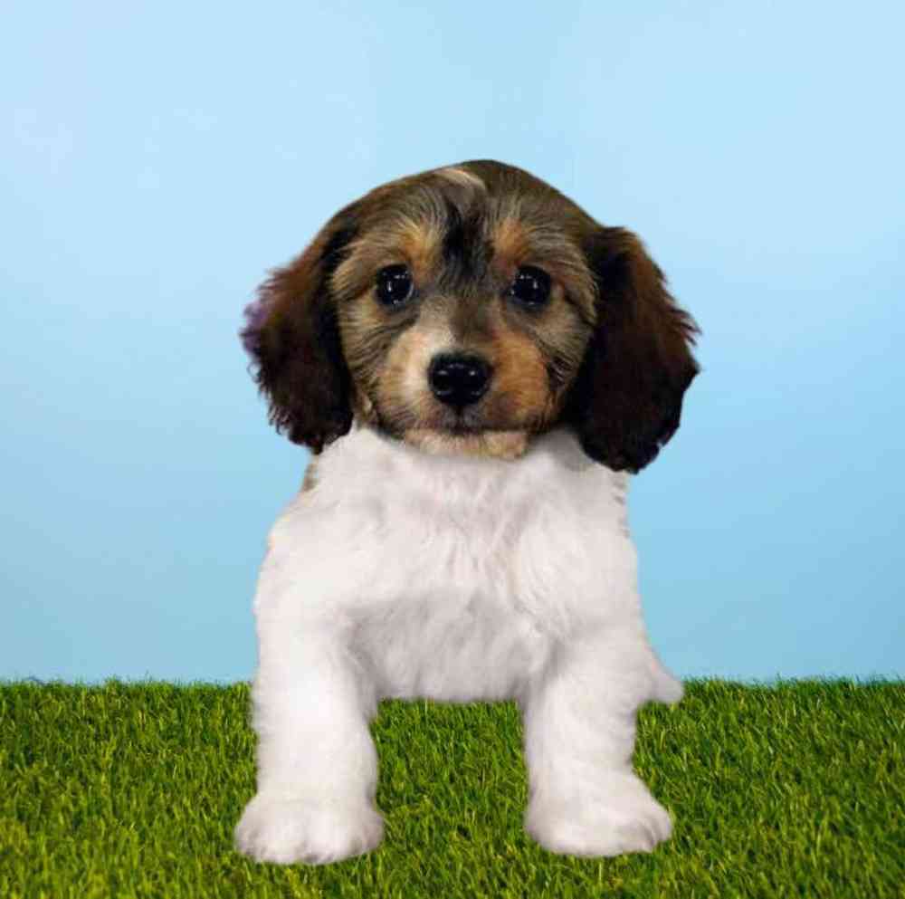 carousel pet images