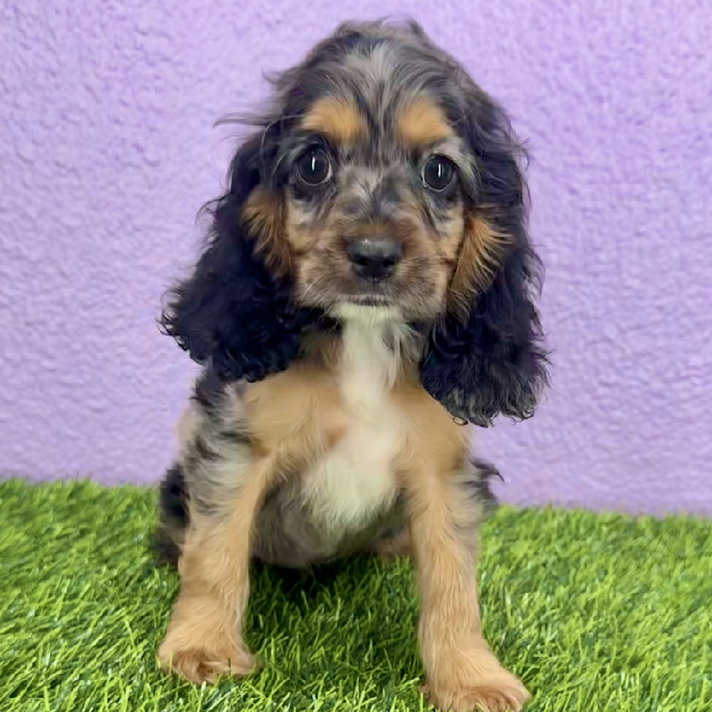 Image of a pet breed in the gallery