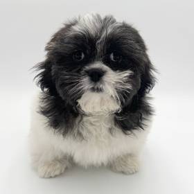 Lhasa Apso