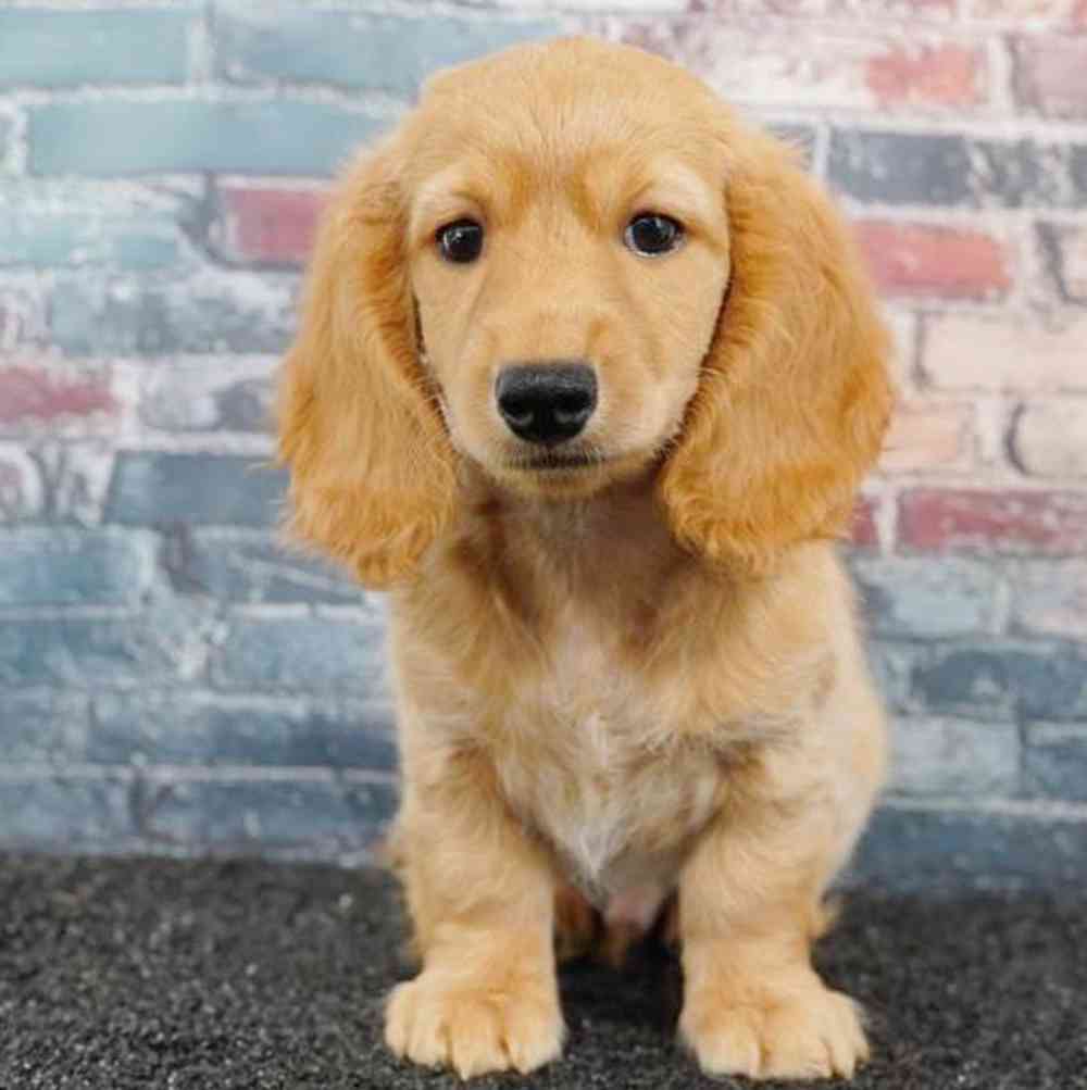 Image of a pet breed in the gallery