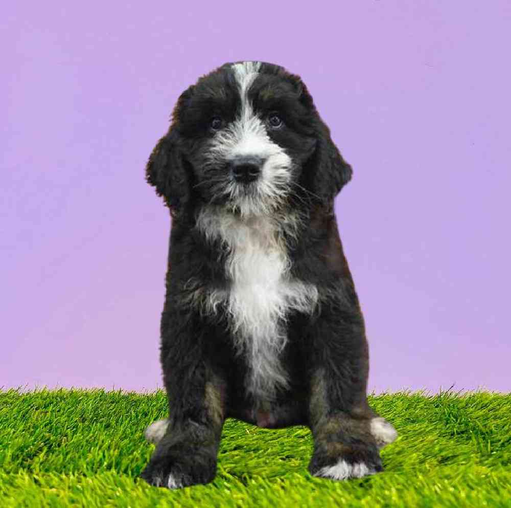 Male Bernedoodle Puppy for Sale in Marietta, GA