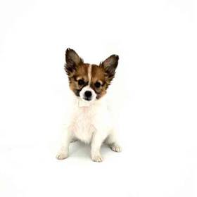 Papillon