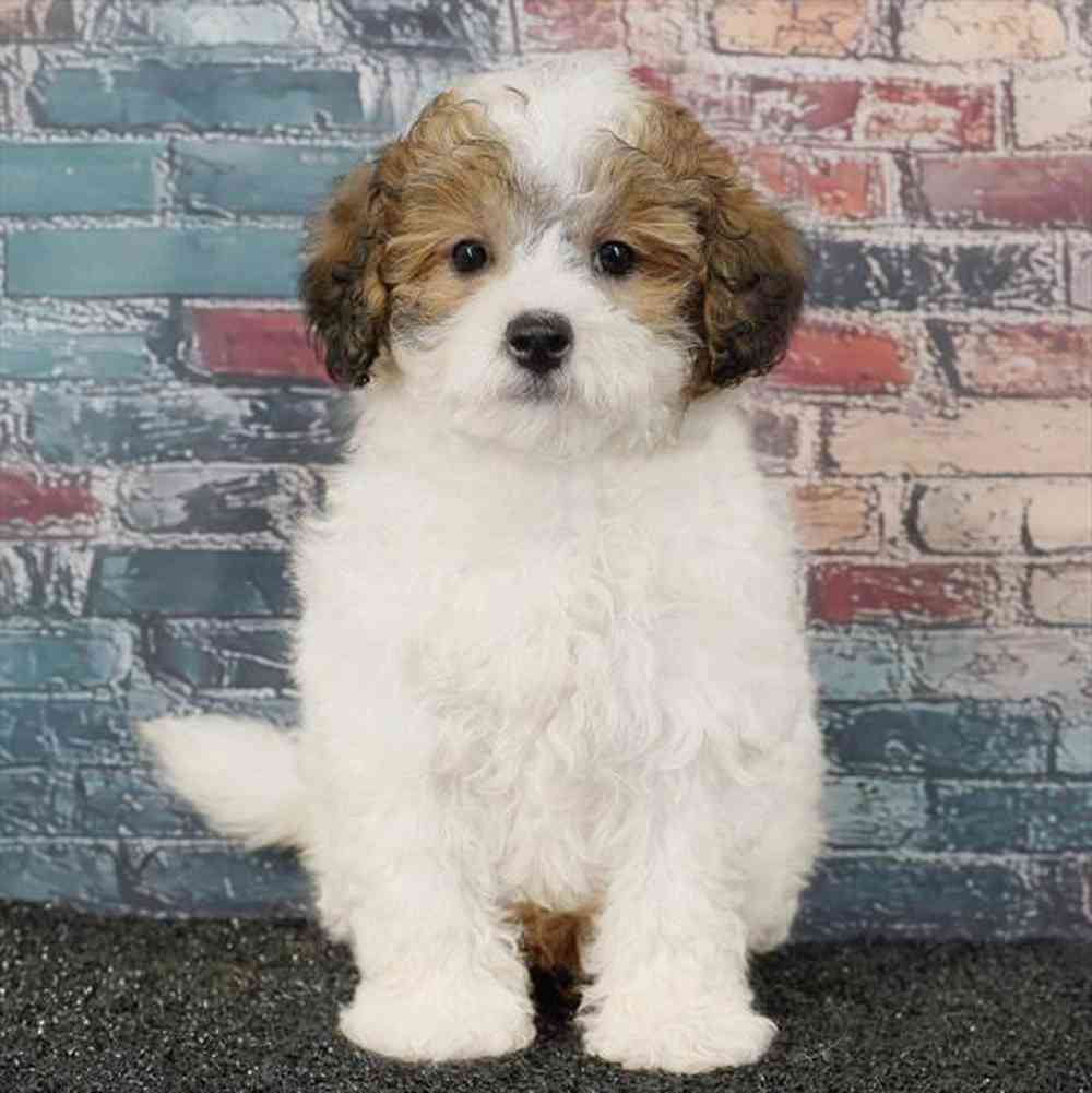 Image of a pet breed in the gallery