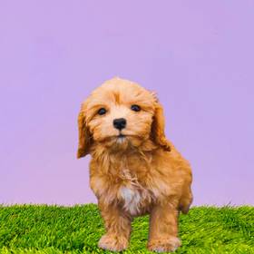 Cavachon-Poodle