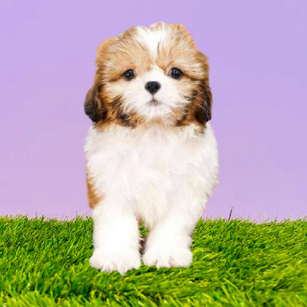 Female Shih Tzu Puppy for Sale in Marietta, GA