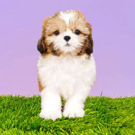 Shih Tzu