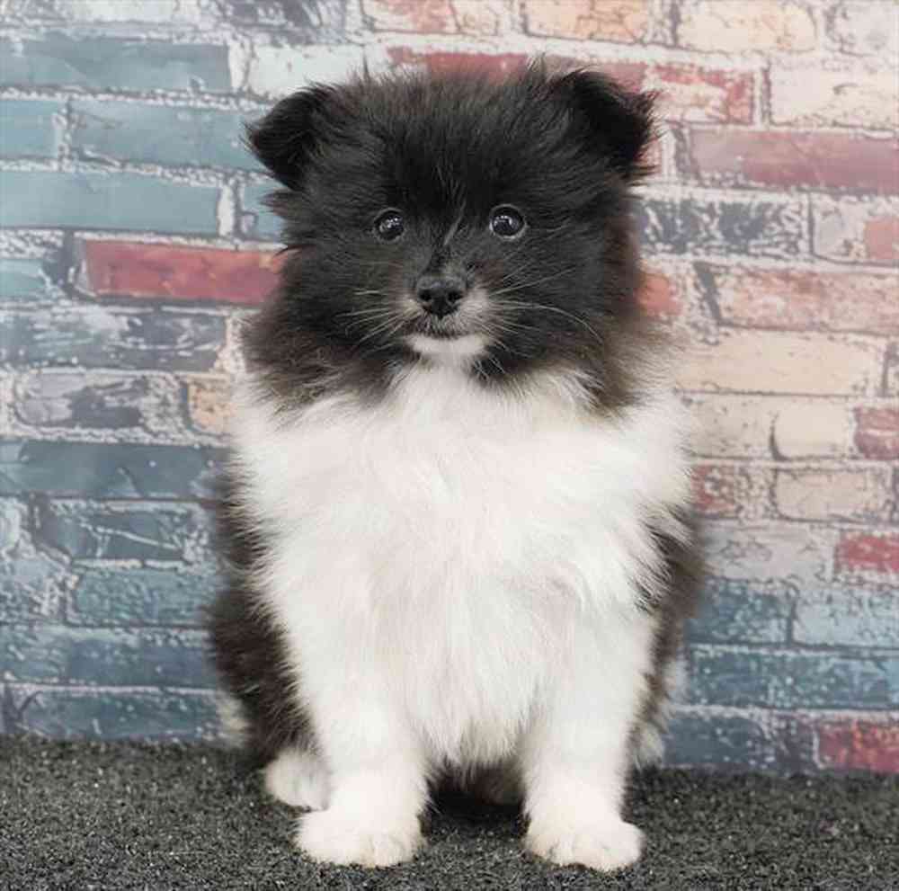 Image of a pet breed in the gallery