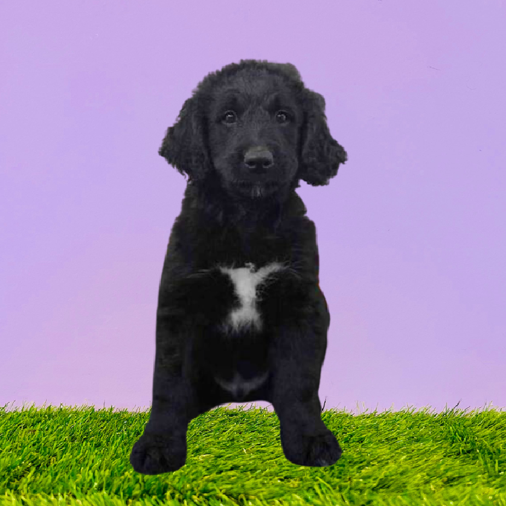carousel pet images