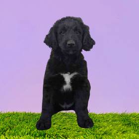 Bernedoodle