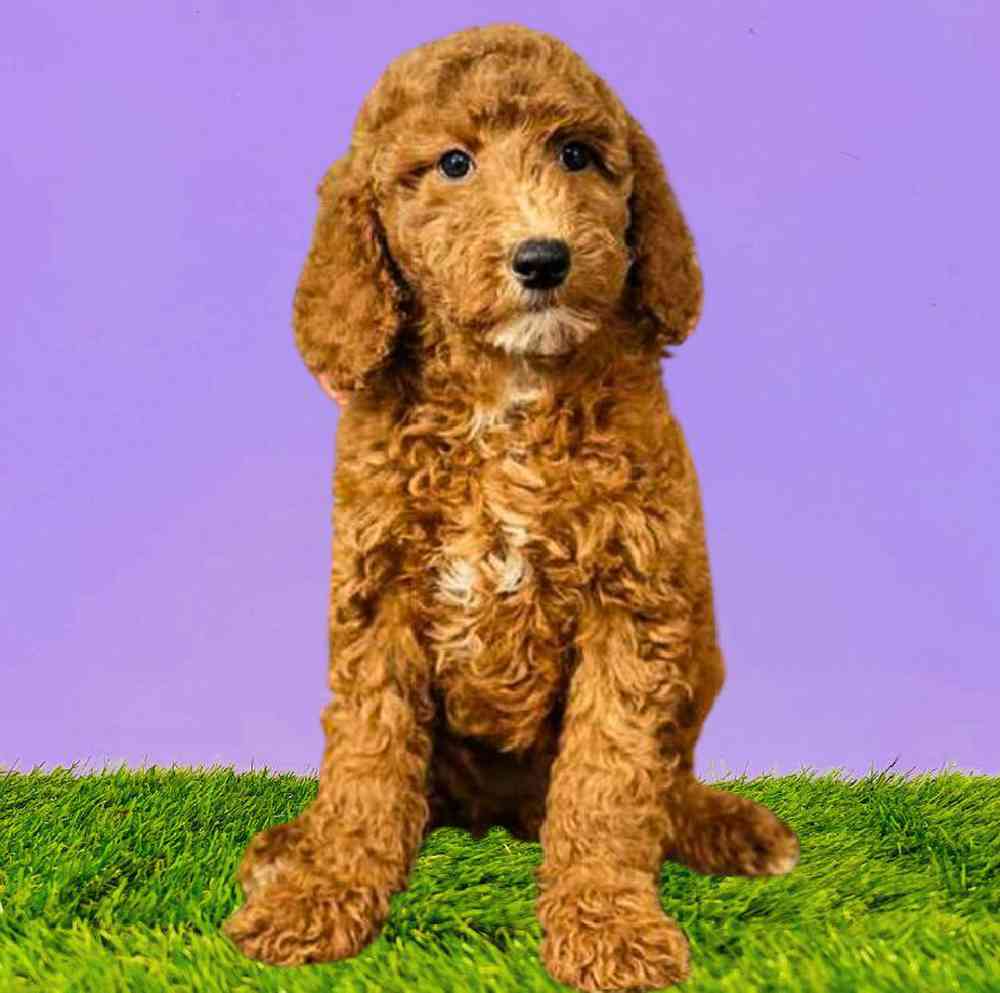 carousel pet images