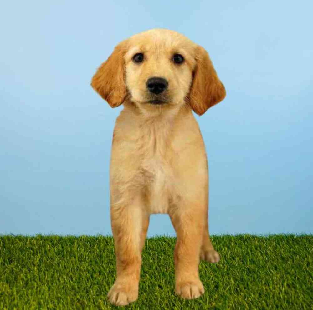 Female Golden Retriever Puppy for Sale in Meridian, ID
