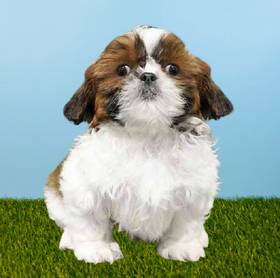 Shih Tzu