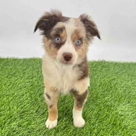 Mini Australian Shepherd