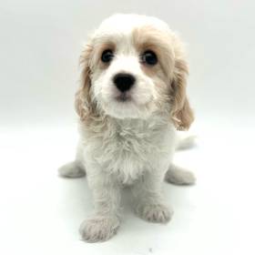 Cavachon