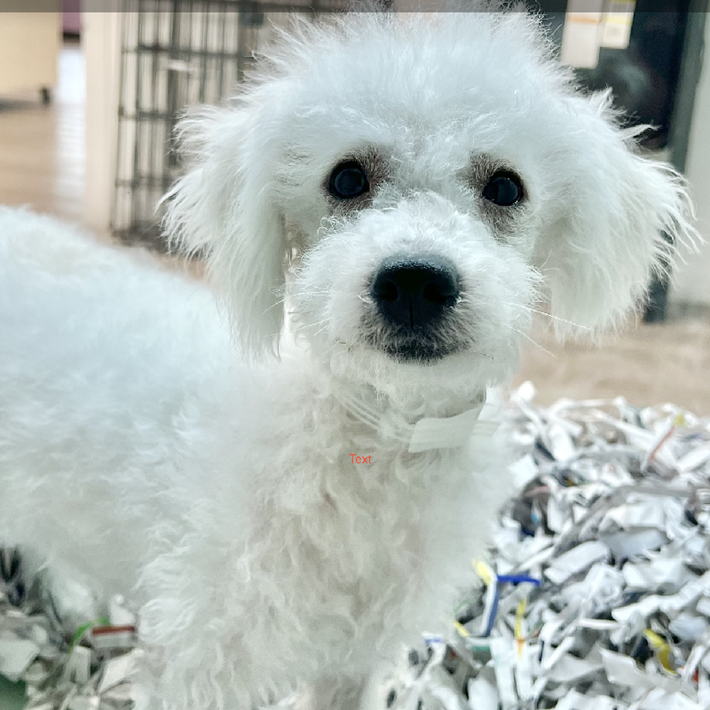 carousel pet images