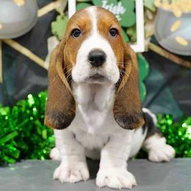Basset Hound