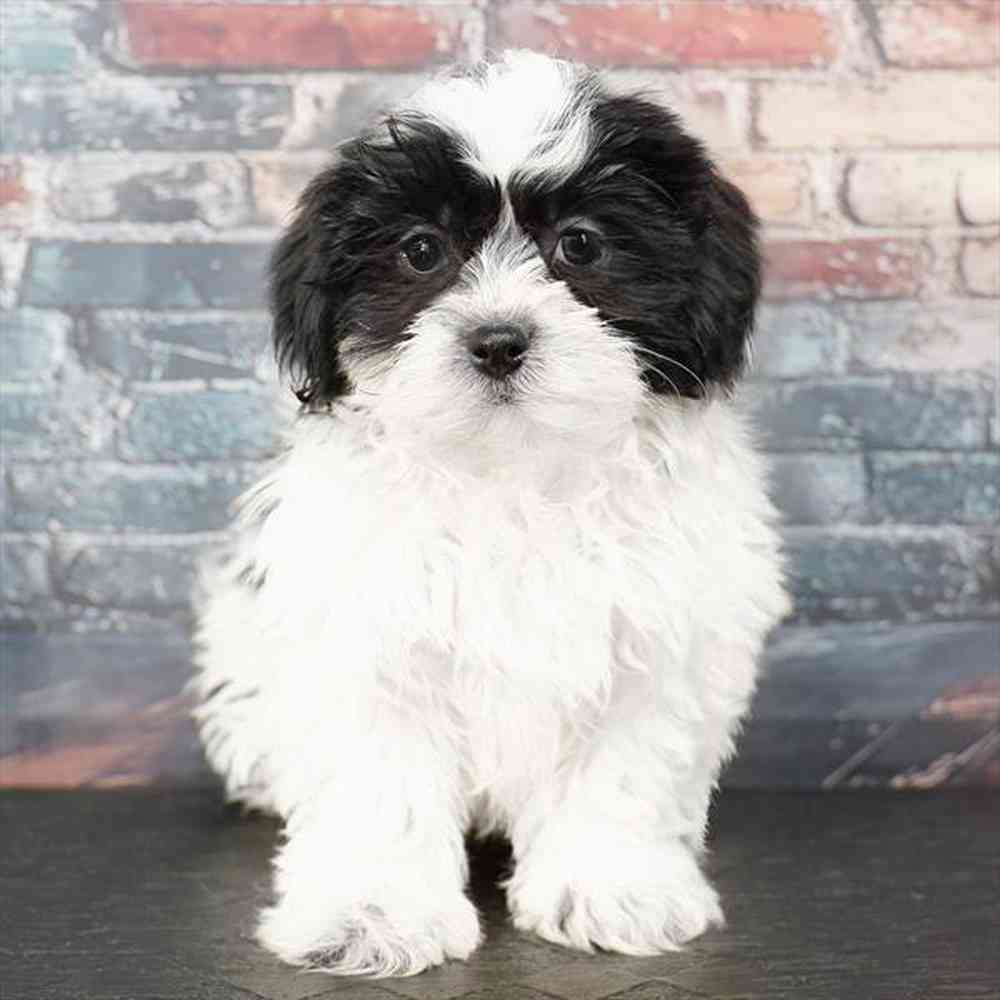 pet breed image