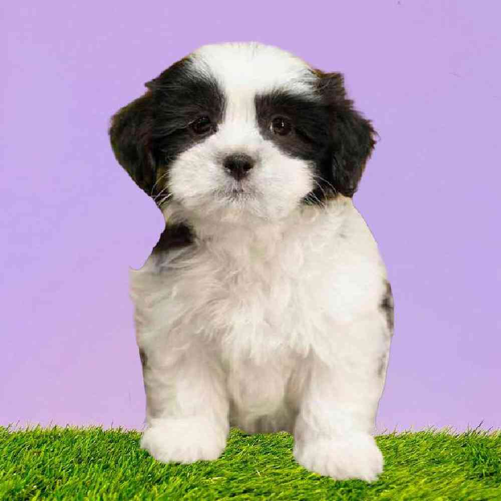 Female Teddy Bear Puppy for Sale in Puyallup, WA