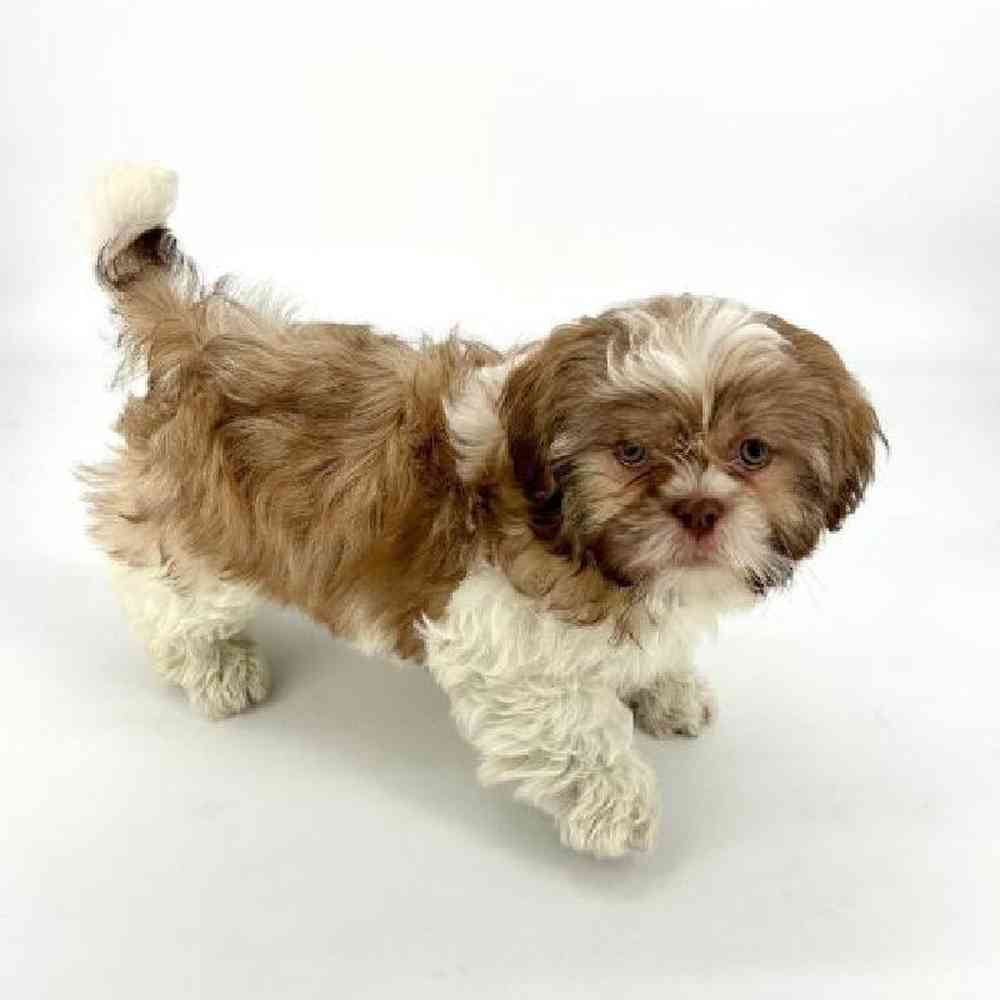 Male Shih Tzu Puppy for Sale in Tolleson, AZ