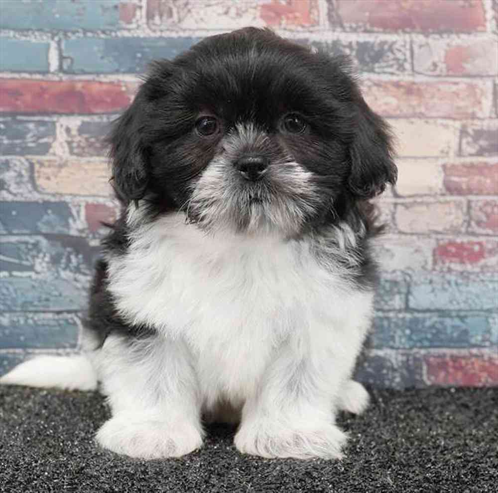 Image of a pet breed in the gallery