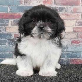 Shih Tzu