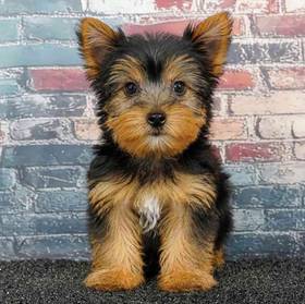 Yorkie