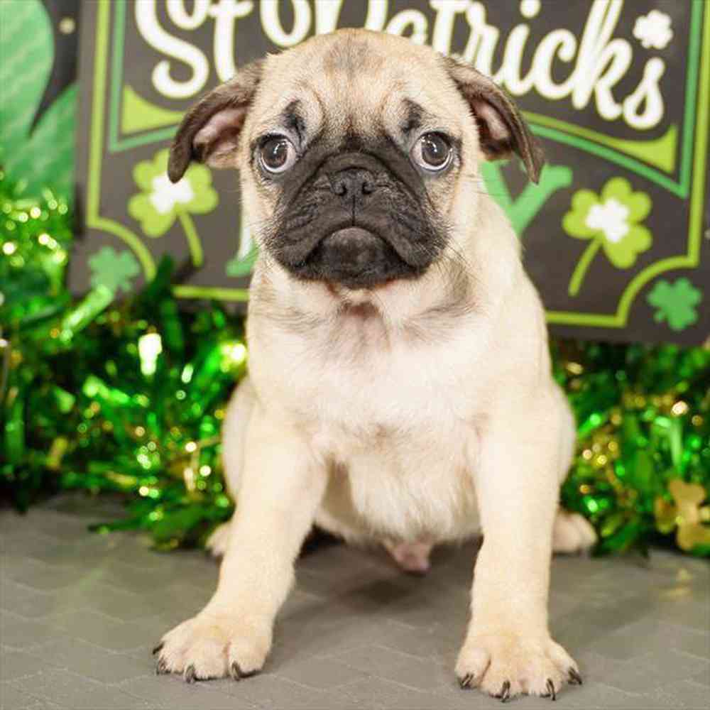 Image of a pet breed in the gallery