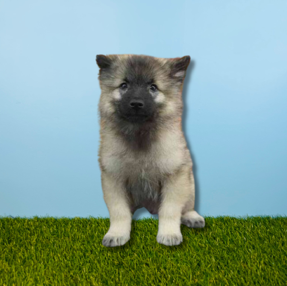Male Keeshond Puppy for Sale in Tolleson, AZ