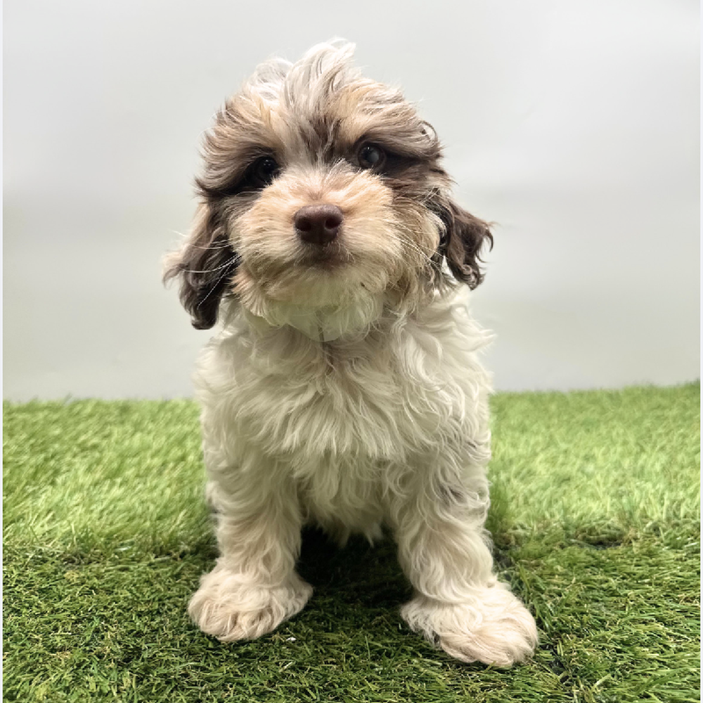 Image of a pet breed in the gallery