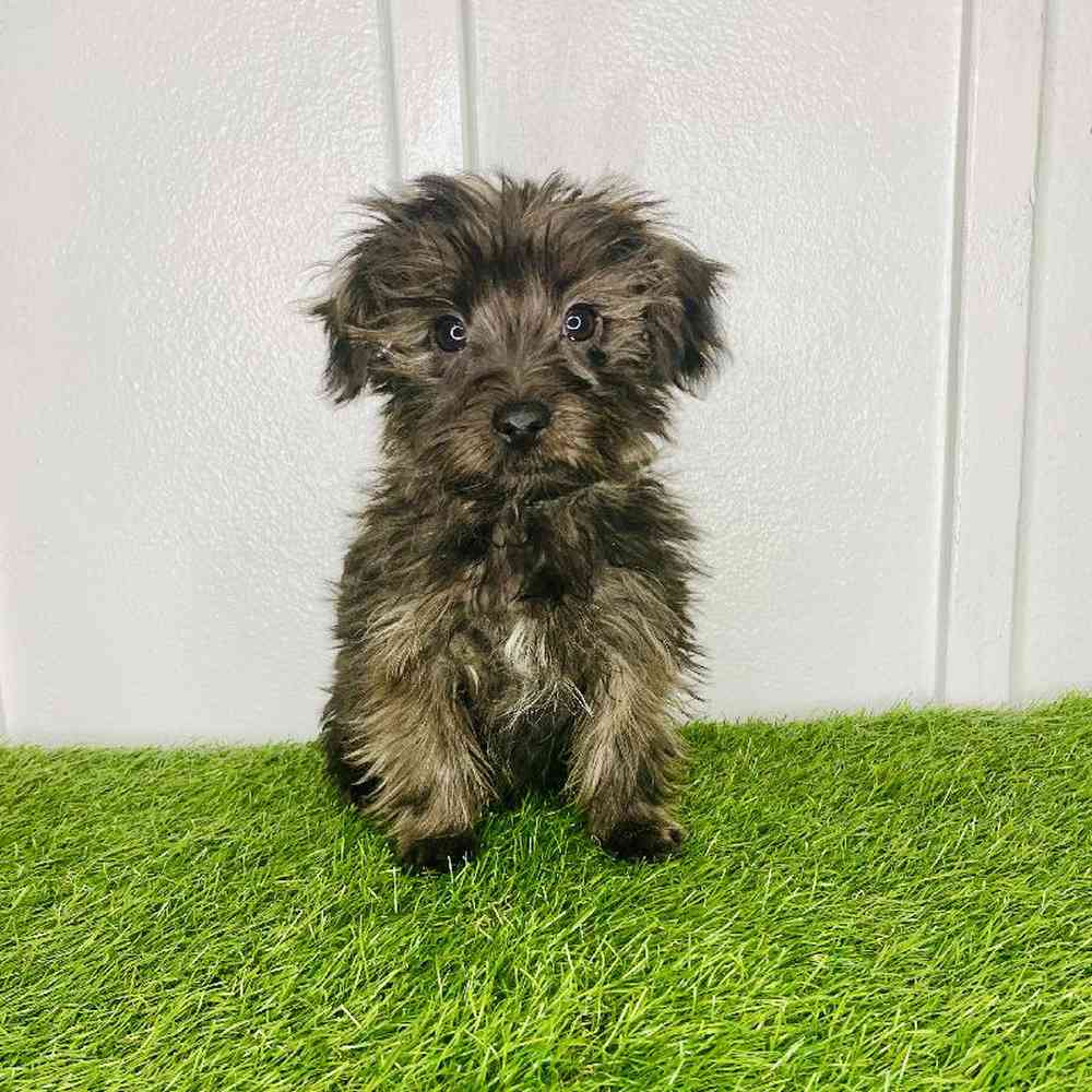 Image of a pet breed in the gallery