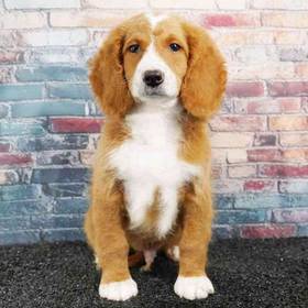2nd Gen Mini Goldendoodle