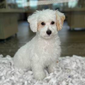 Bichapoo