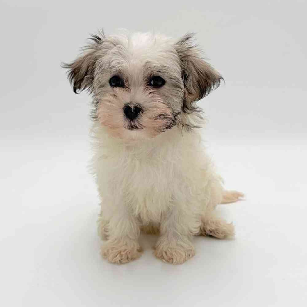 pet breed image