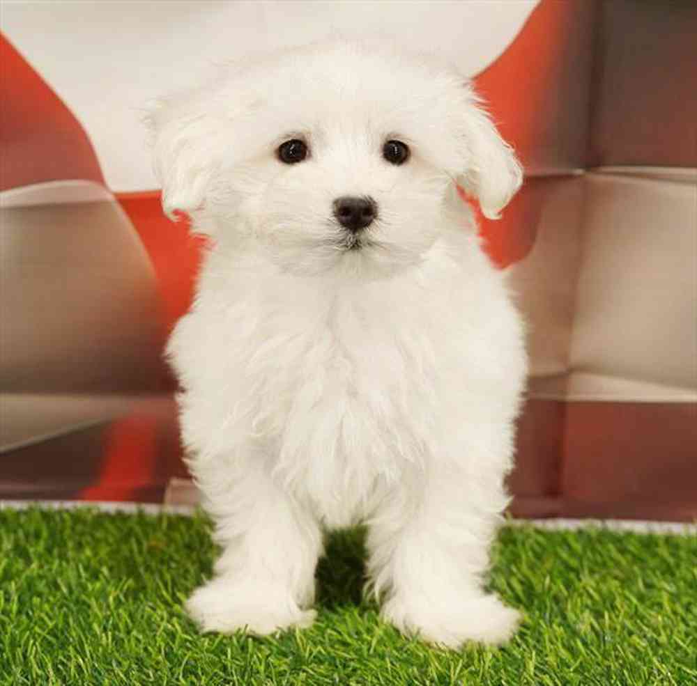 Image of a pet breed in the gallery
