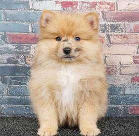 Pomeranian